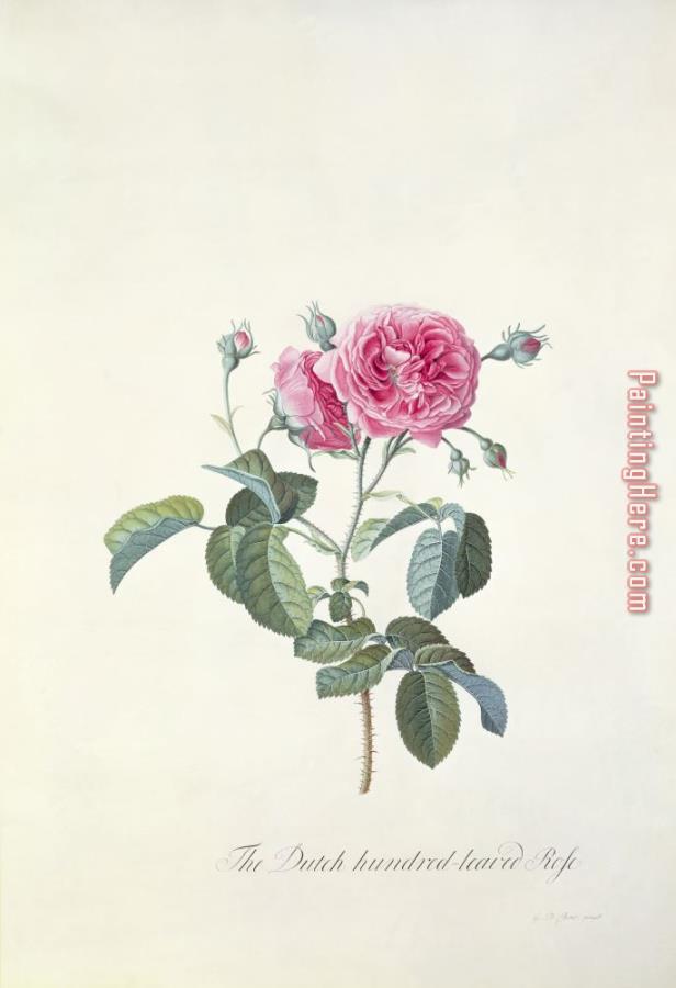 Georg Dionysius Ehret Rose Dutch hundred leaved Rose